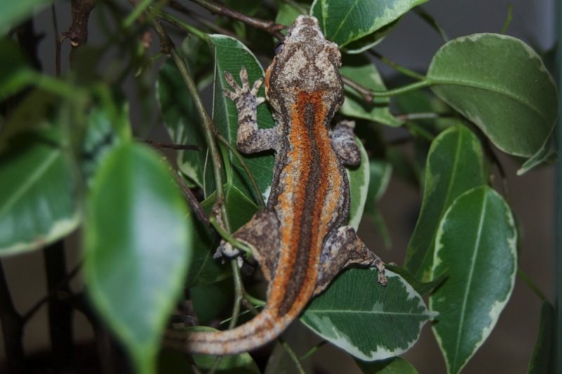 Red Striped Höckerkopfgecko - Aurora