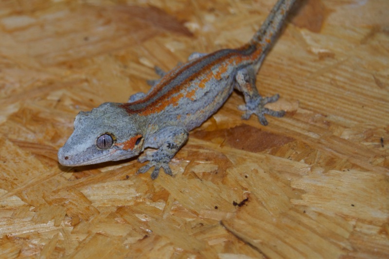 Red Striped Höckerkopfgecko - Aurora