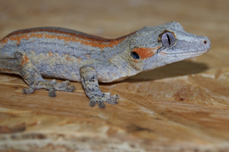 Red Striped Höckerkopfgecko - Aurora