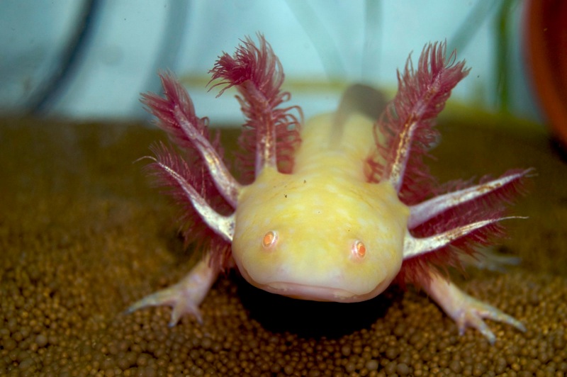 Axolotl - Bärchen