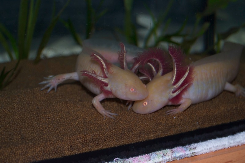 Axolotl - Bärchen