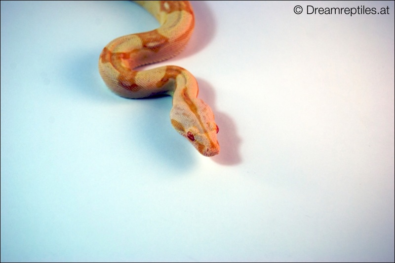 Boa Constrictor Sharp Albino - Bubblegum