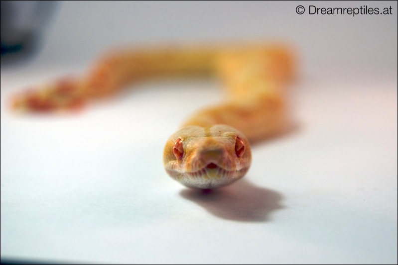 Boa Constrictor Sharp Albino - Bubblegum