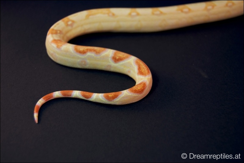 Boa Constrictor Sharp Albino - Bubblegum