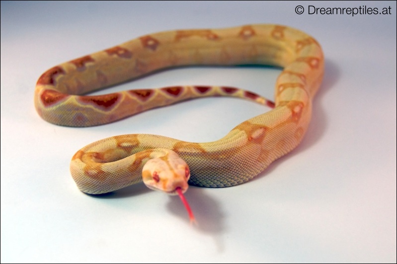 Boa Constrictor Sharp Albino - Bubblegum