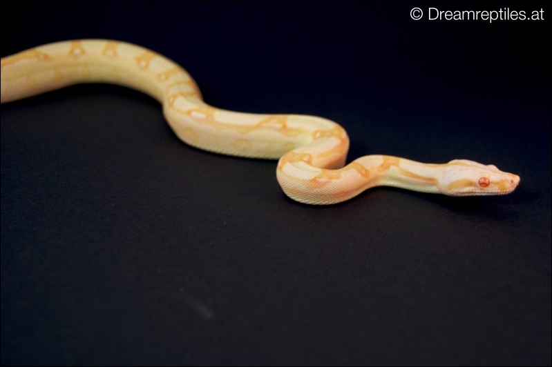 Boa Constrictor Sharp Albino - Bubblegum