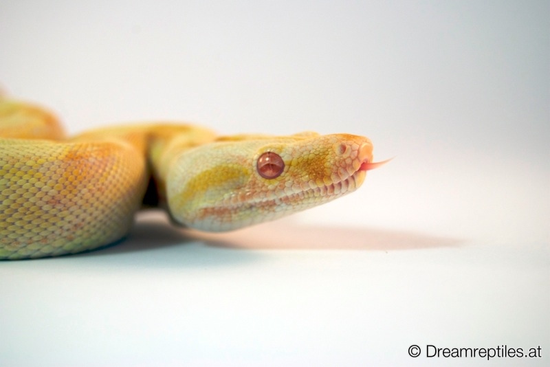 Boa Constrictor Sharp Albino - Bubblegum