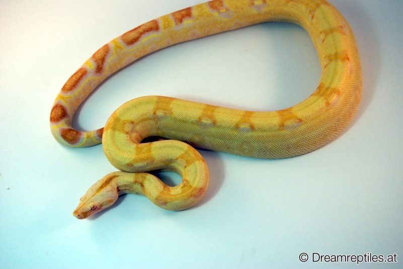 Boa Constrictor Sharp Albino - Bubblegum