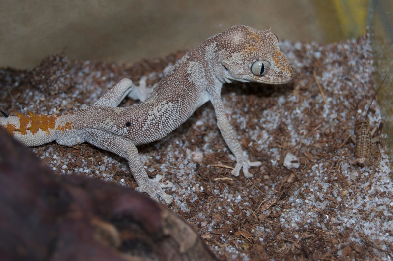 Norhern Orange Stachelschwanzgecko - Coco