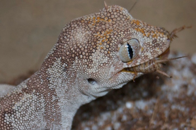 Norhern Orange Stachelschwanzgecko - Coco