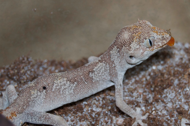 Norhern Orange Stachelschwanzgecko - Coco