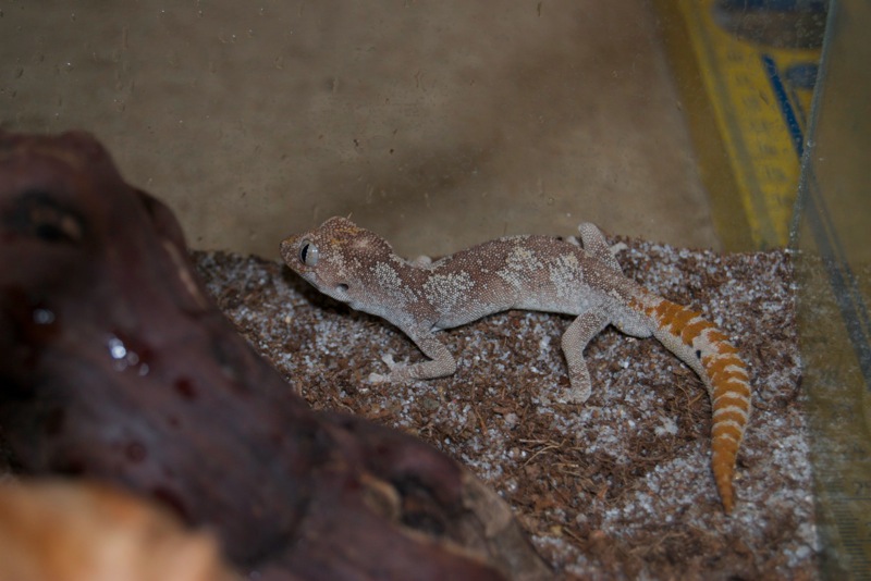 Norhern Orange Stachelschwanzgecko - Coco