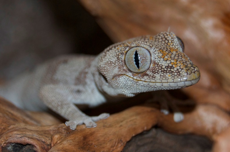 Norhern Orange Stachelschwanzgecko - Coco