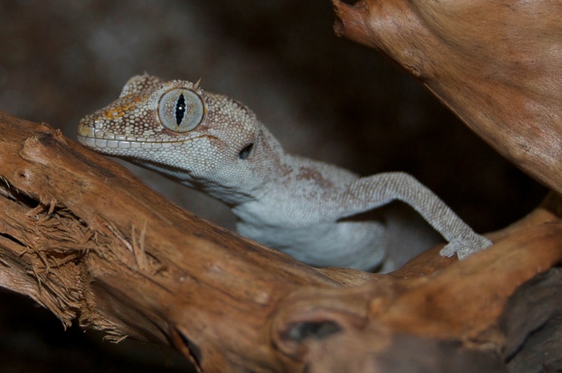 Norhern Orange Stachelschwanzgecko - Coco