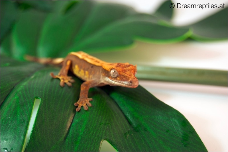 98% Pinstripe Harlekin Dalmatiner Kronengecko - Dino