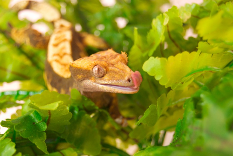 98% Pinstripe Harlekin Dalmatiner Kronengecko - Dino