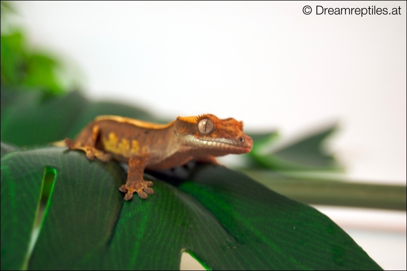 98% Pinstripe Harlekin Dalmatiner Kronengecko - Dino