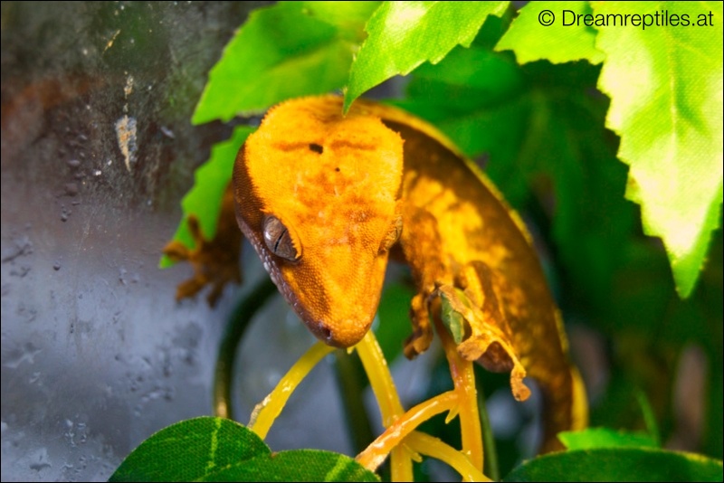 98% Pinstripe Harlekin Dalmatiner Kronengecko - Dino