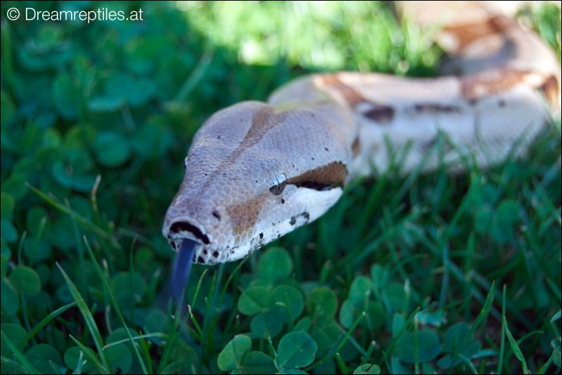 Boa Constrictor - Elvis