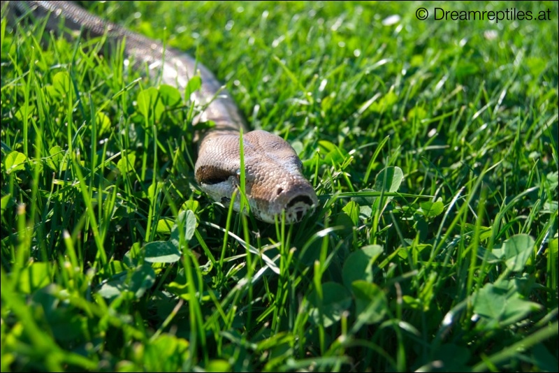 Boa Constrictor - Elvis