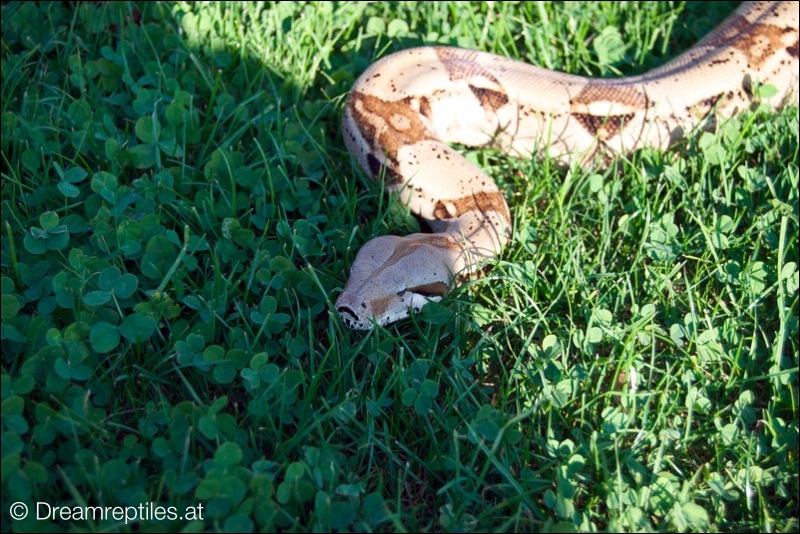 Boa Constrictor - Elvis