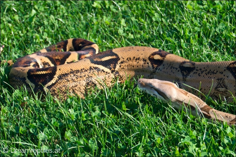 Boa Constrictor - Elvis