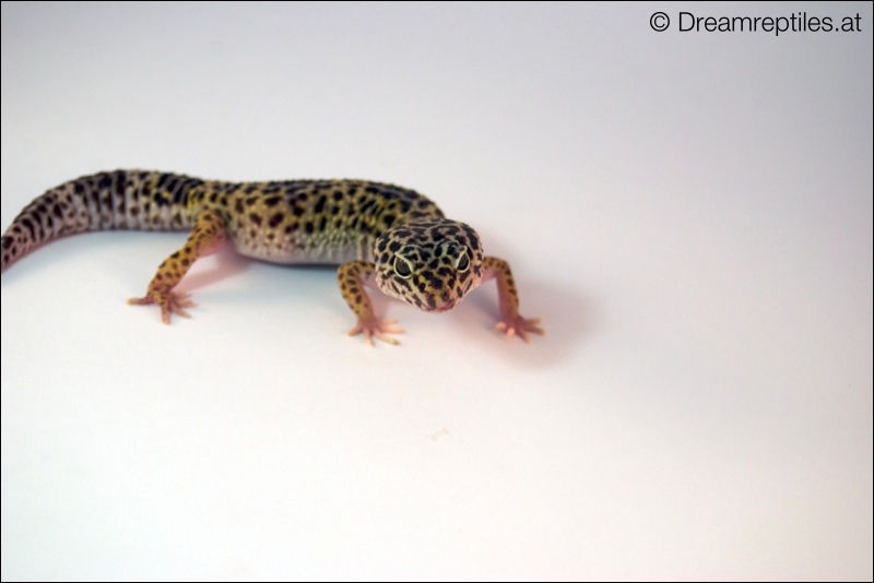 Leopardgecko - Emma