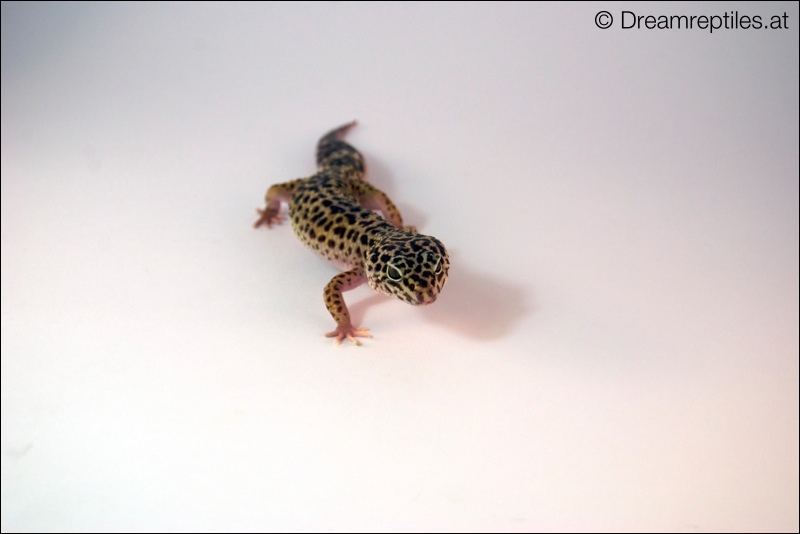 Leopardgecko - Emma