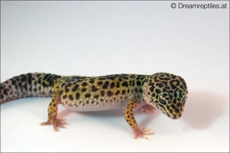 Leopardgecko - Emma