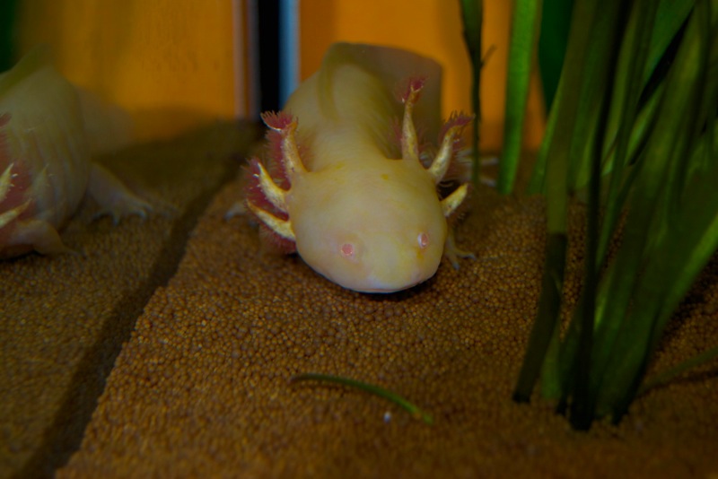 Axolotl - Fee