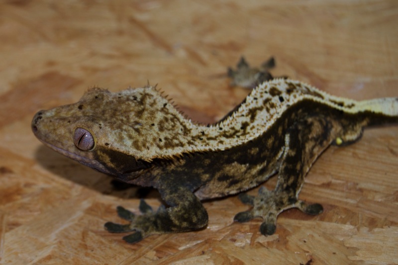 100% Pinstripe Harlekin Kronengecko - Heimdall