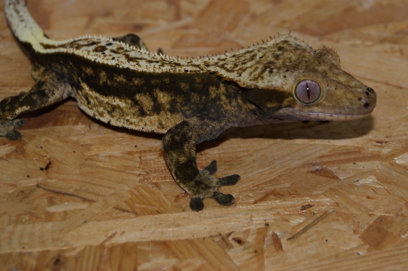 100% Pinstripe Harlekin Kronengecko - Heimdall