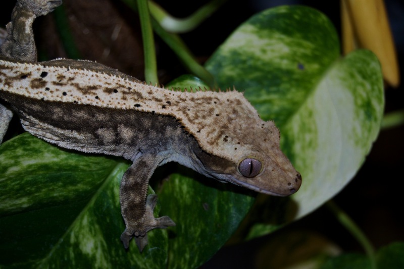 100% Pinstripe Harlekin Kronengecko - Heimdall