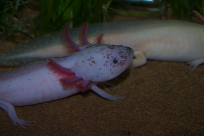 Axolotl - Klecks