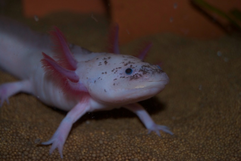 Axolotl - Klecks