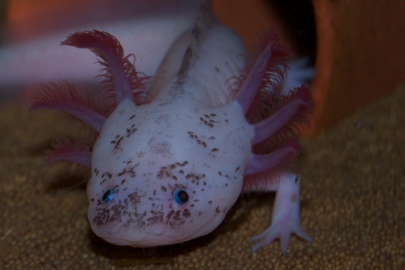 Axolotl - Klecks