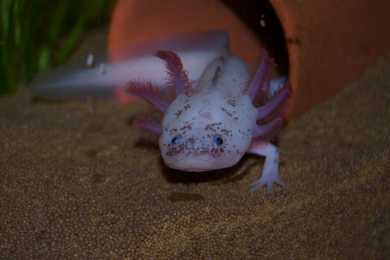 Axolotl - Klecks