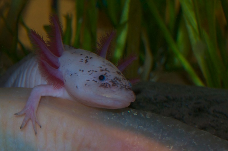 Axolotl - Klecks