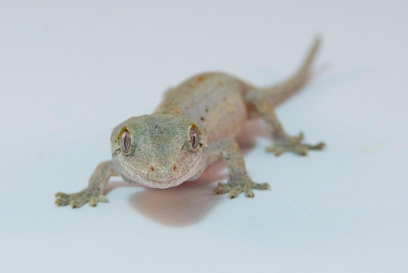 Striped Höckerkopfgecko - Leyla