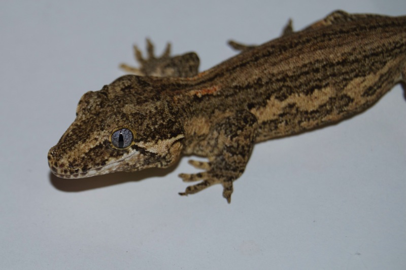 Striped Höckerkopfgecko - Leyla