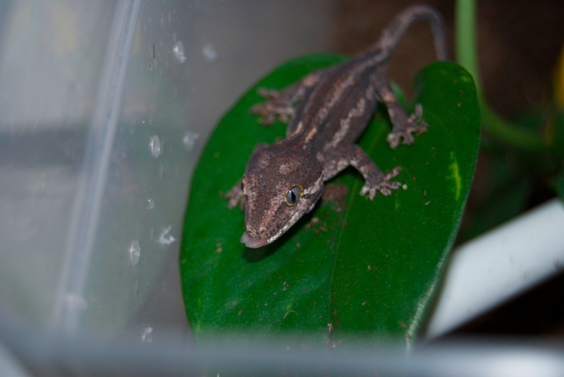 Striped Höckerkopfgecko - Leyla