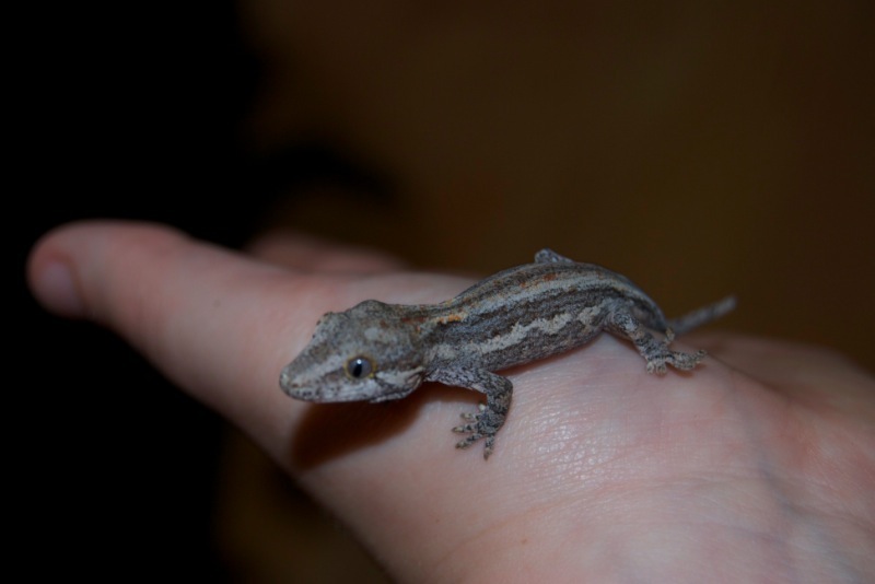 Striped Höckerkopfgecko - Leyla