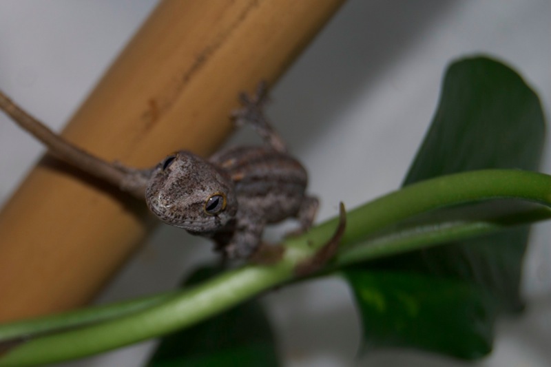 Striped Höckerkopfgecko - Leyla