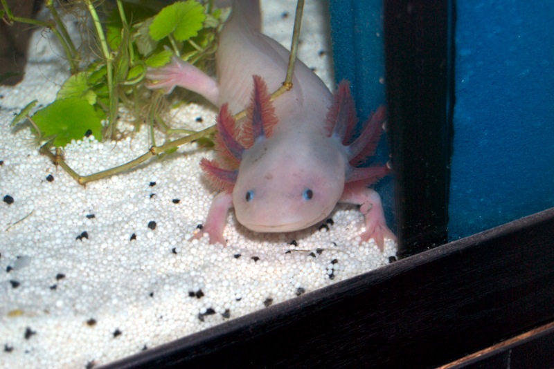 Axolotl - Maya