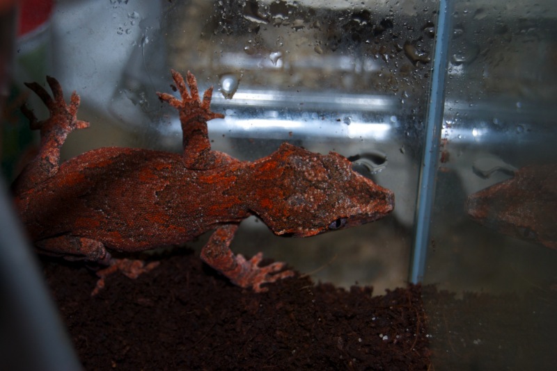 Red Reticulate Höckerkopfgecko - Nelly