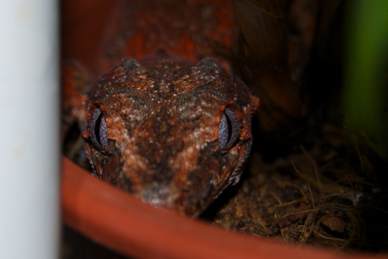 Red Reticulate Höckerkopfgecko - Nelly