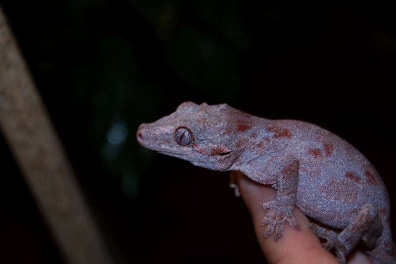 Red Reticulate Höckerkopfgecko - Nelly