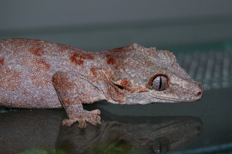 Red Reticulate Höckerkopfgecko - Nelly