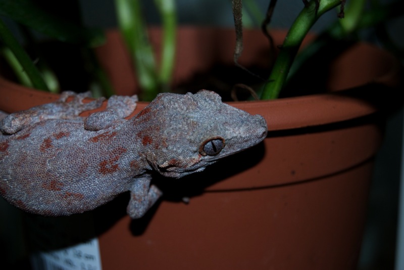 Red Reticulate Höckerkopfgecko - Nelly