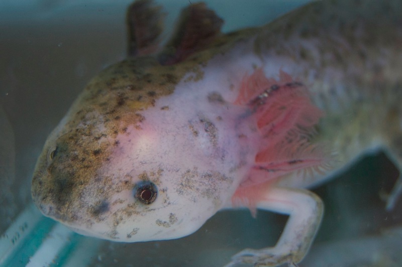 Axolotl - Baileys